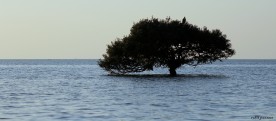 large-mangrove-tree-rohit-pansare-photo