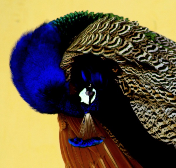 peacock-preening-rohit-pansare