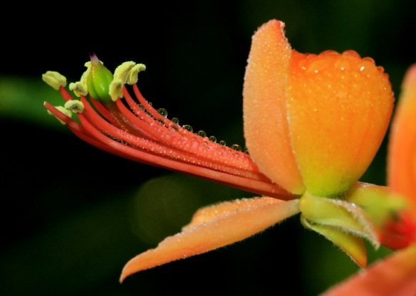 Bare-Caper-flower-rohit-pansare