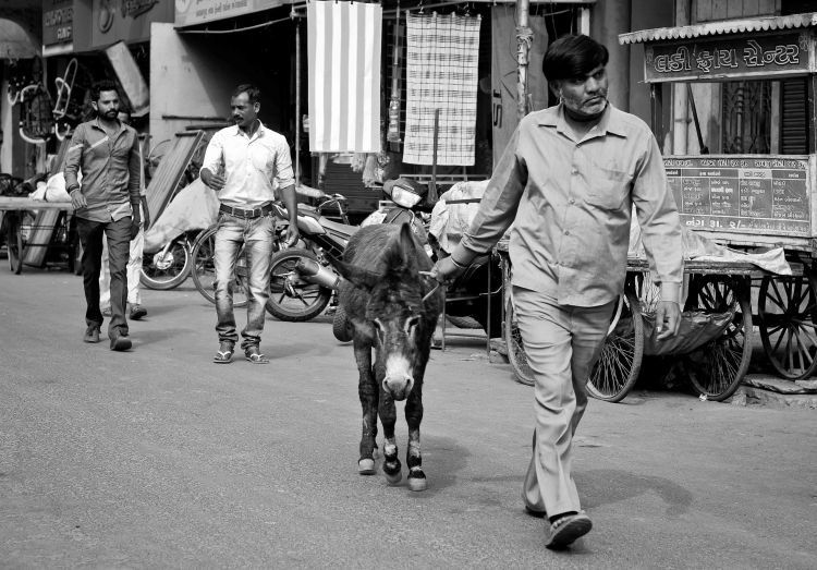 donkey-rohit-pansare-photography