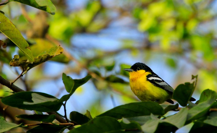 Project 365: Day 119, Common Iora 